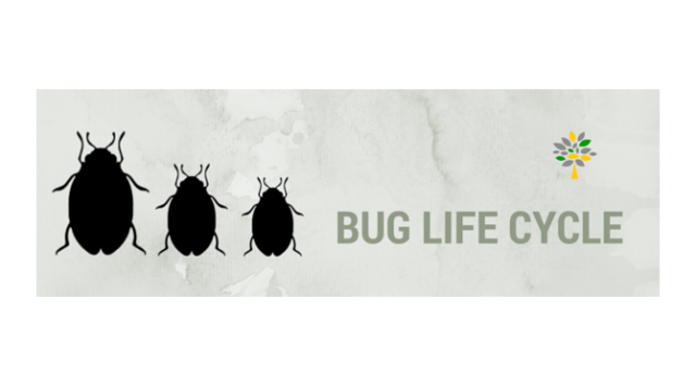 bug_life_cycle-670x380-670x372